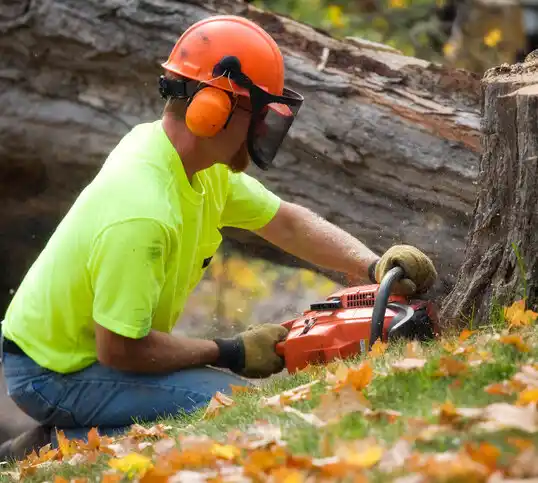 tree services Tremont